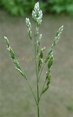 Inflorescence (Panicle)